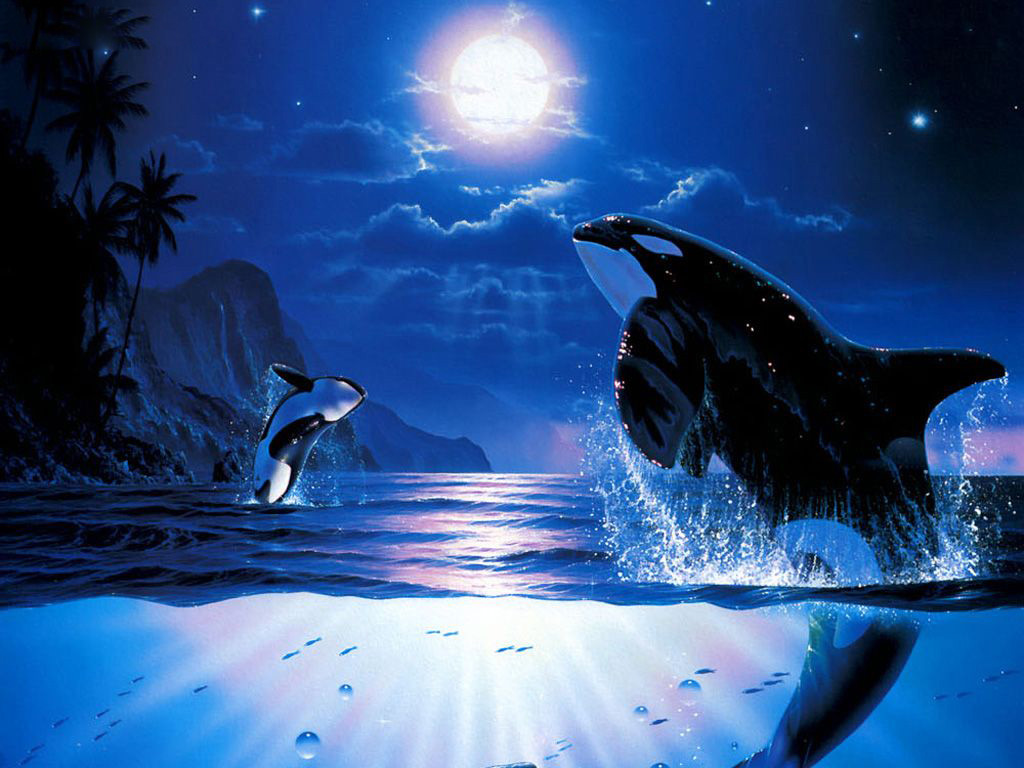 Killer Whales Wallpapers - Killer Whale At Night - HD Wallpaper 