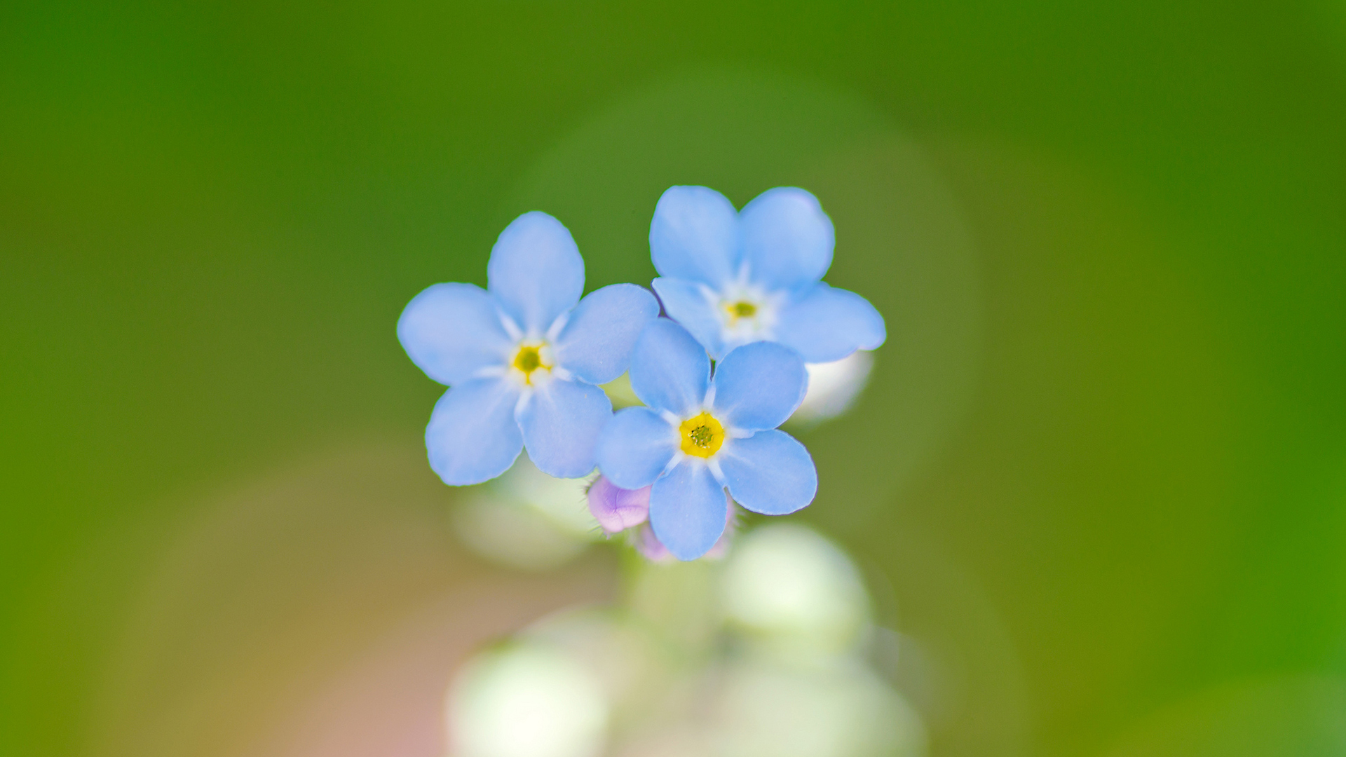 Wallpaper - HD Wallpaper 
