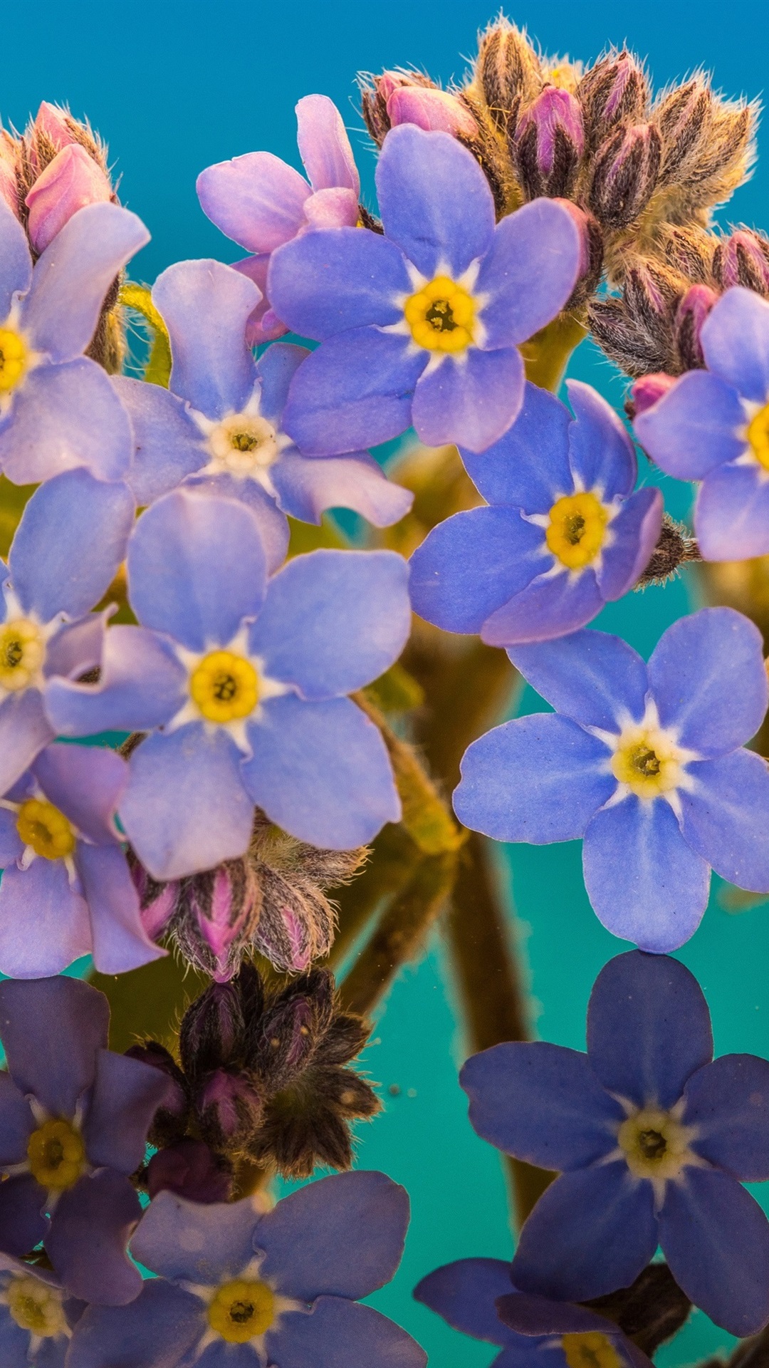 Iphone Wallpaper Forget Me Not Macro Photography, Blue - Iphone Forget Me Nots - HD Wallpaper 