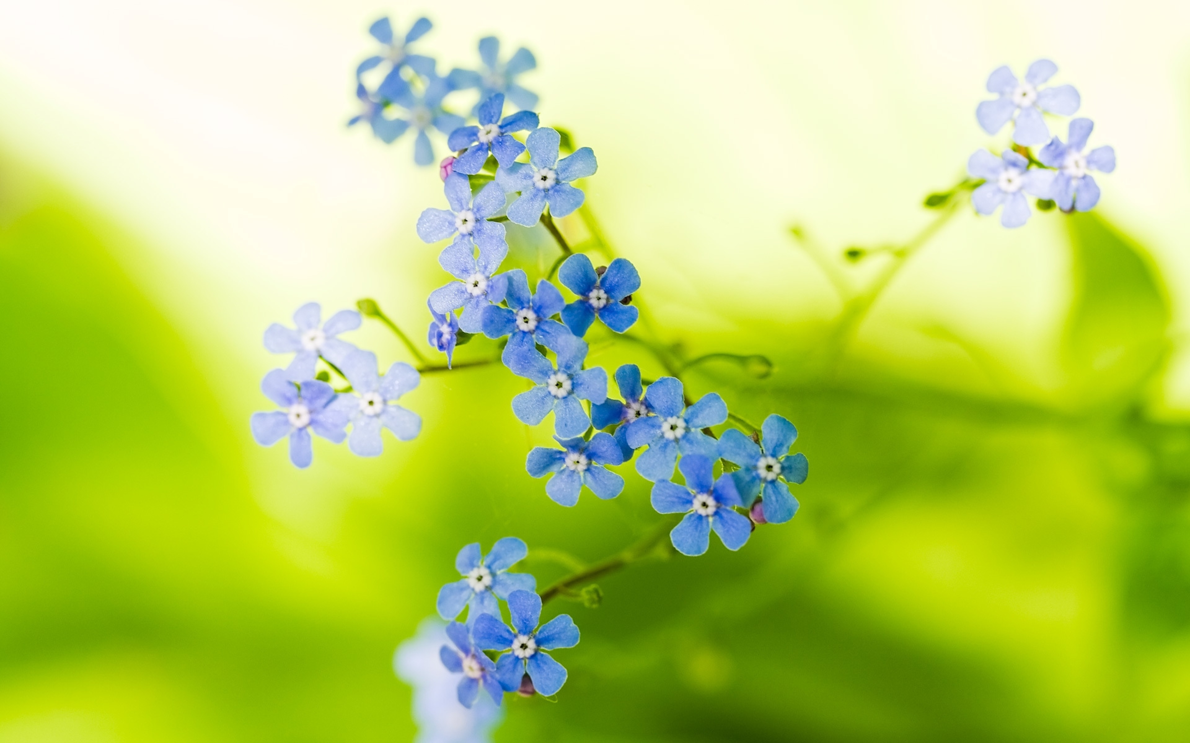 4k Forget Me Not 19c690c78a6469c79b - Flower Profile Pictures Hd - HD Wallpaper 