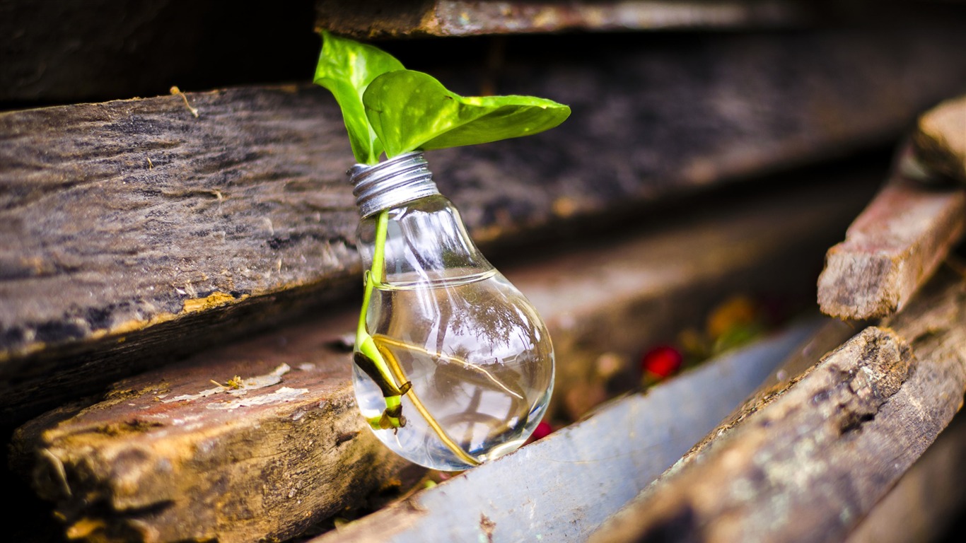 Beer Bottles Wood Plant-life Photography Hd Wallpaper2017 - Fondos De Pantalla De Madera Con Plantas - HD Wallpaper 