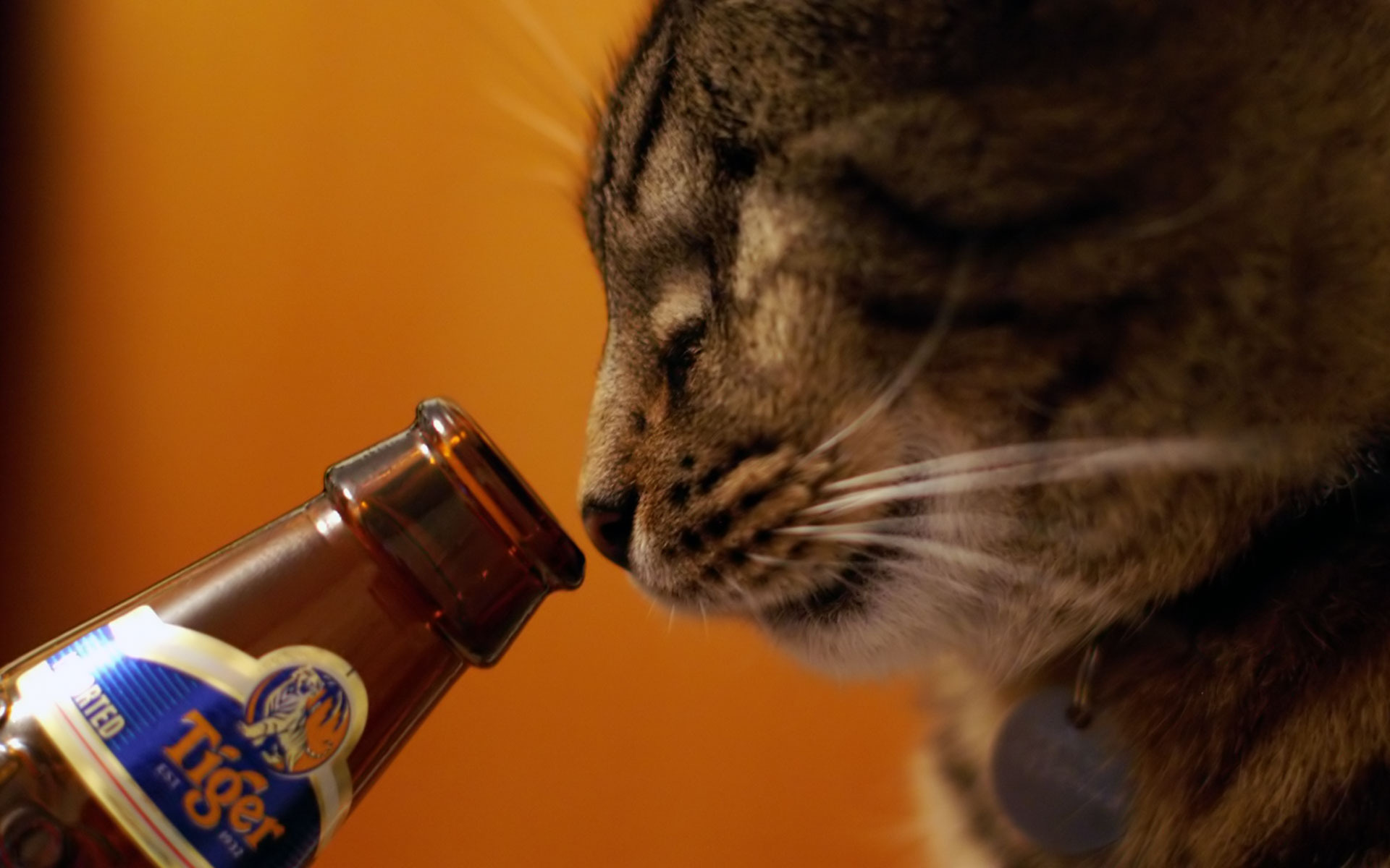 Cat Wanting Beer - Cat Tiger Beer - HD Wallpaper 