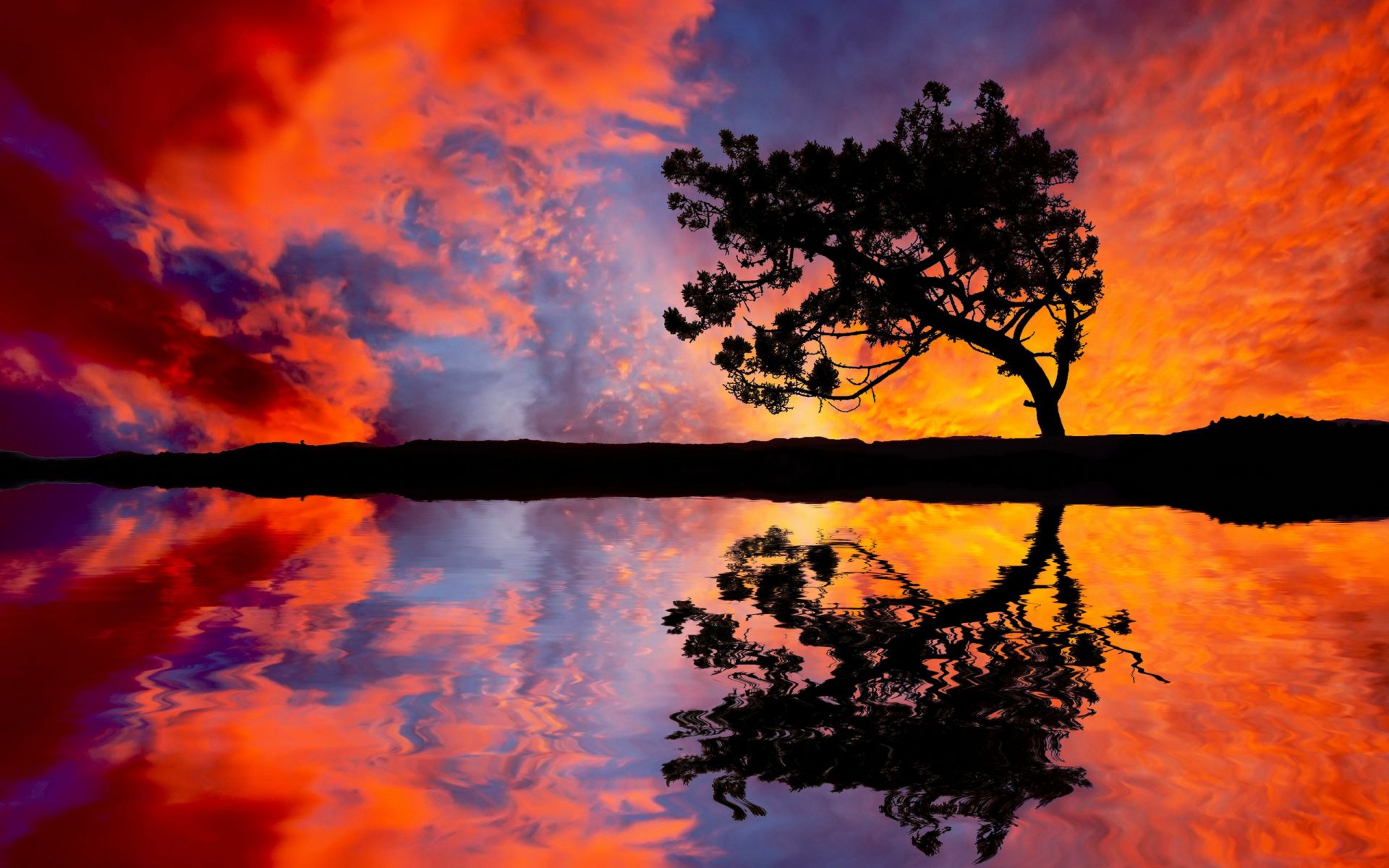 Natural 1603 Wallpaper - Reflection Tree - HD Wallpaper 