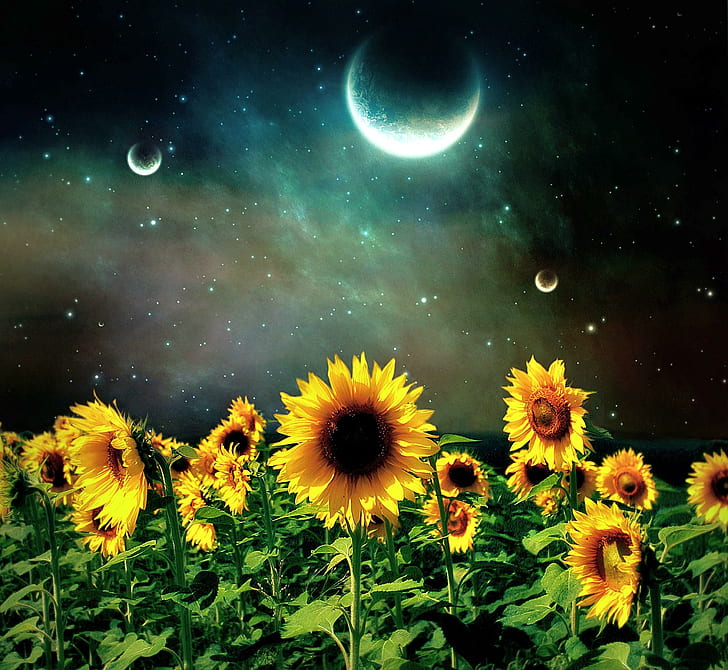 Sunflower Night, Field, Stars, Sunflowers, Moon, 3d - Sunflower Moon - HD Wallpaper 