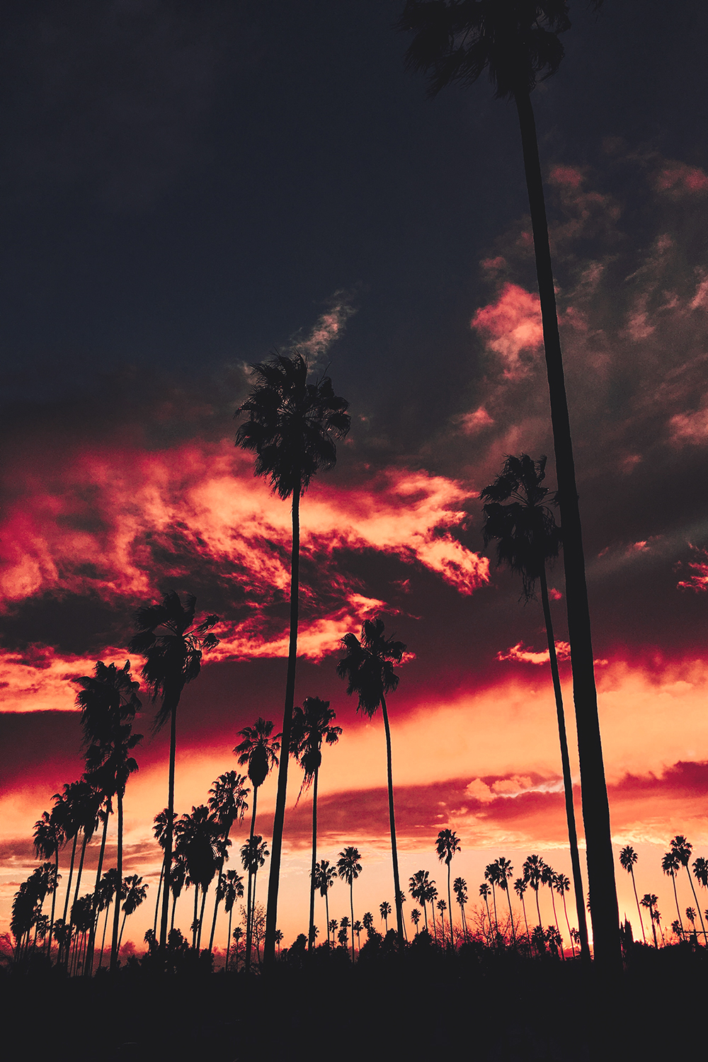 Red Sunset Palms Sky Clouds Night Wallpaper - Sunset Background - HD Wallpaper 