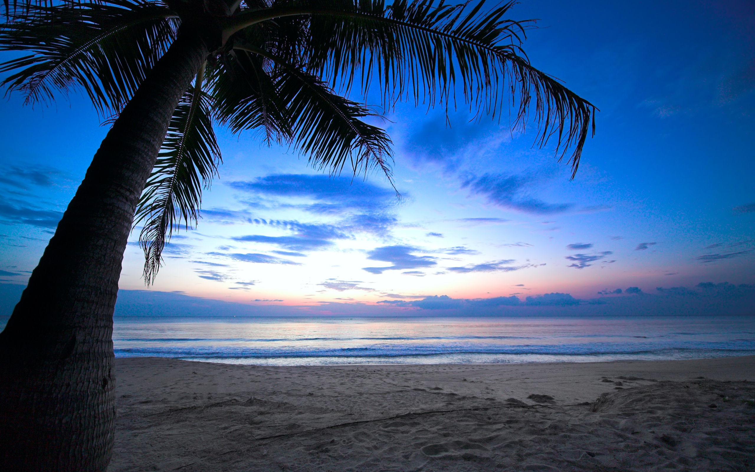 Palm Tree Ocean Background - HD Wallpaper 