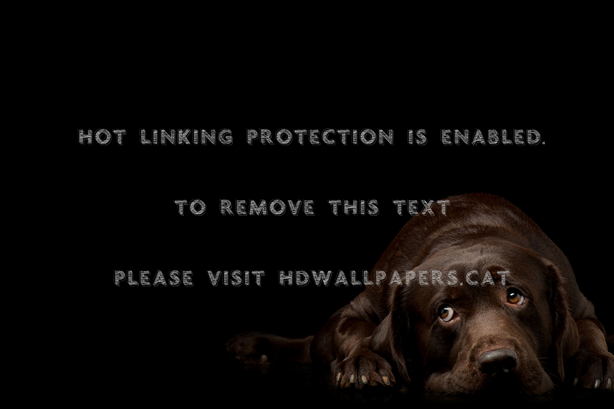 That Certain Look Coy Sad Eyes Stare Cute - Cocker Spaniel - HD Wallpaper 