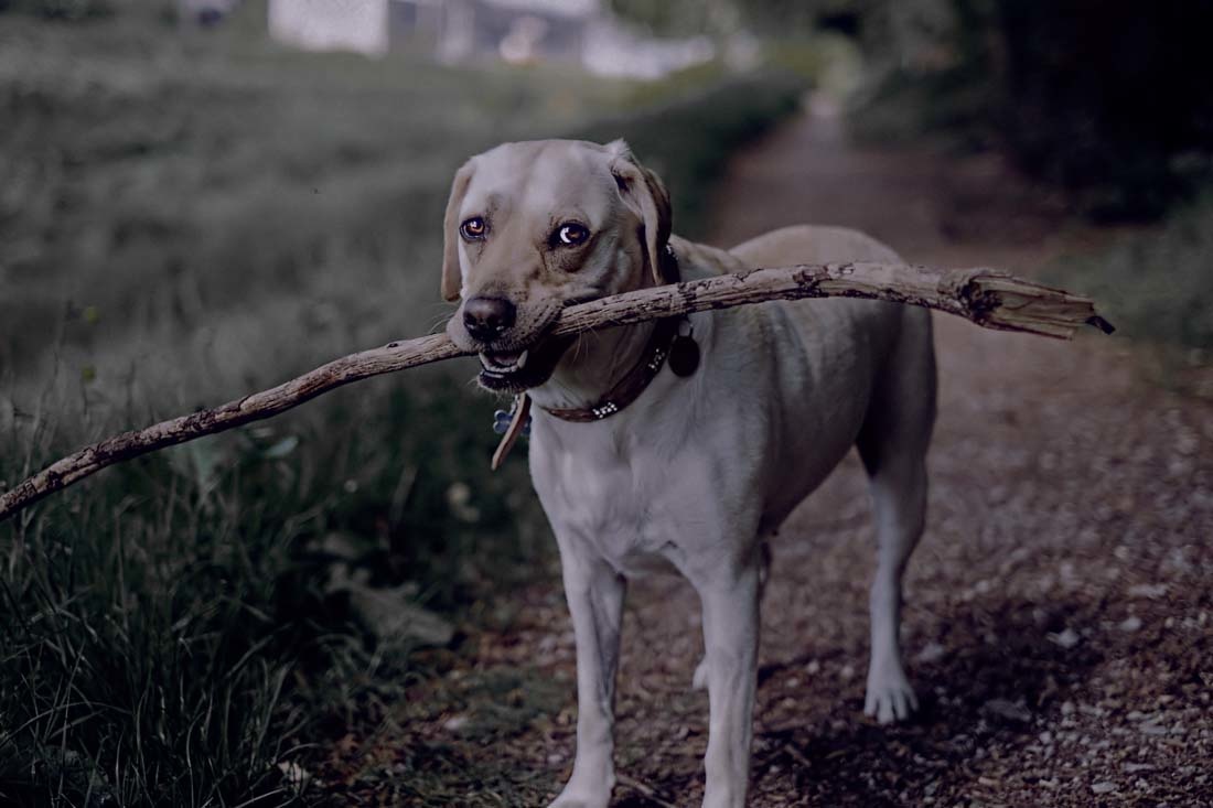Weimaraner - HD Wallpaper 