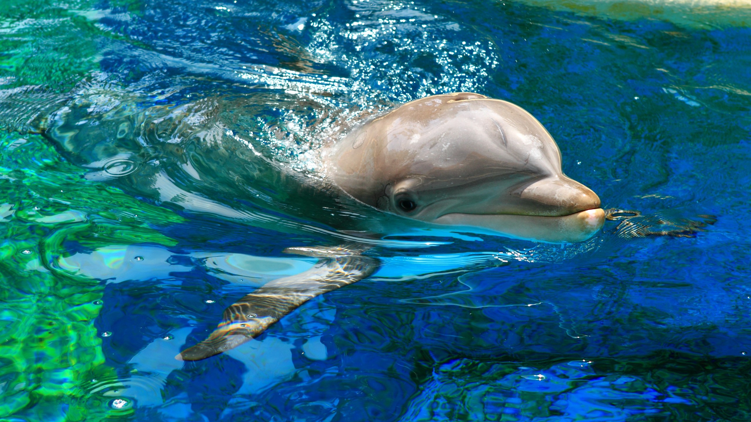 Mac Wallpaper Dolphin - HD Wallpaper 