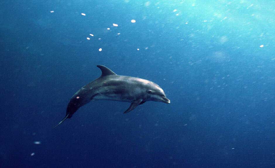 Life Is Happier Under The Sea If You Like To Be Carefree - Dolphin - HD Wallpaper 