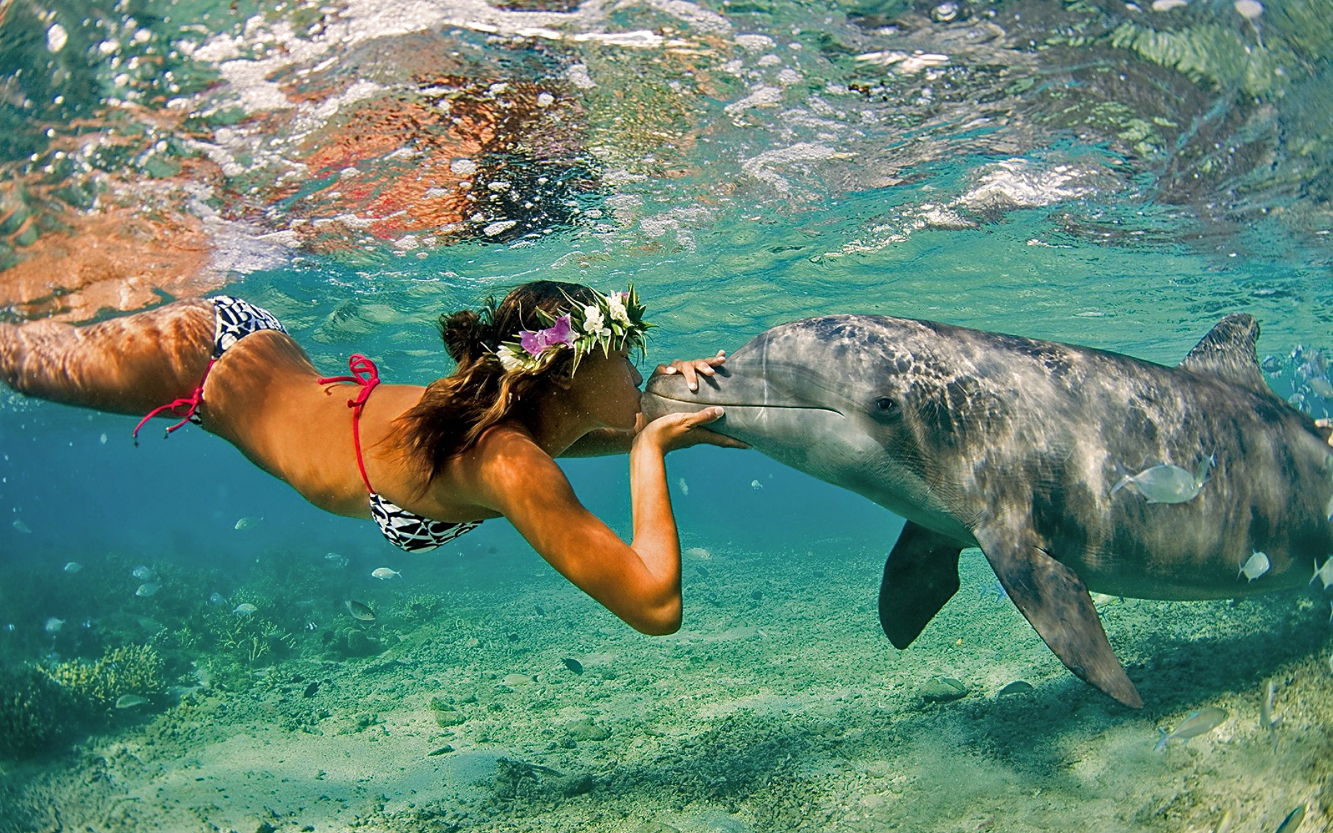 Dolphin And A Girl - HD Wallpaper 