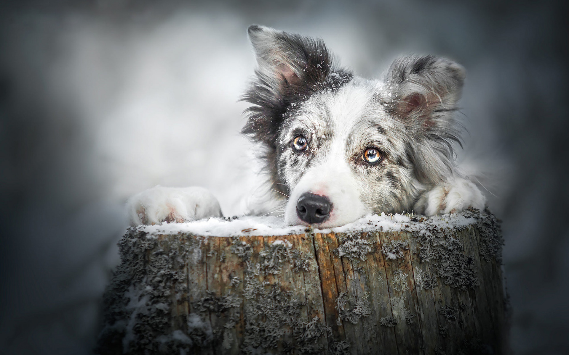 Australian Shepherd Dog, Look, Cute White Black Dog, - Cute Dog Backgrounds Australian Shepherd - HD Wallpaper 