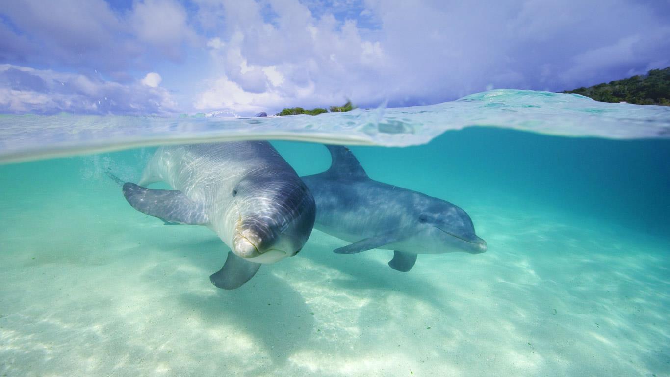 Hd Bottlenose Dolphin 4k Pics - HD Wallpaper 