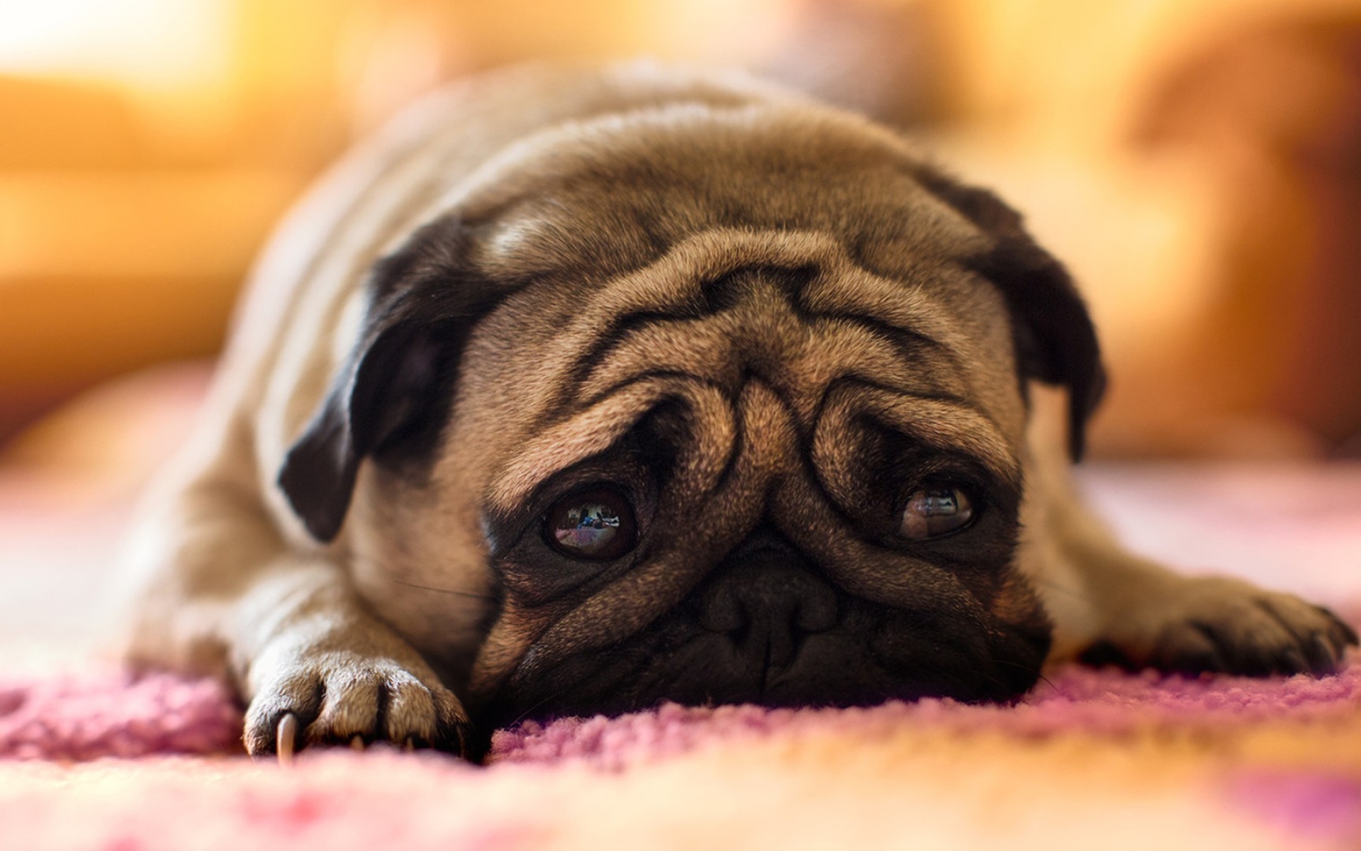Pug, Sad Dog, Puppy, Dogs, Sad Eyes, Pets, Cute Animals, - Pug Sad -  1920x1200 Wallpaper 