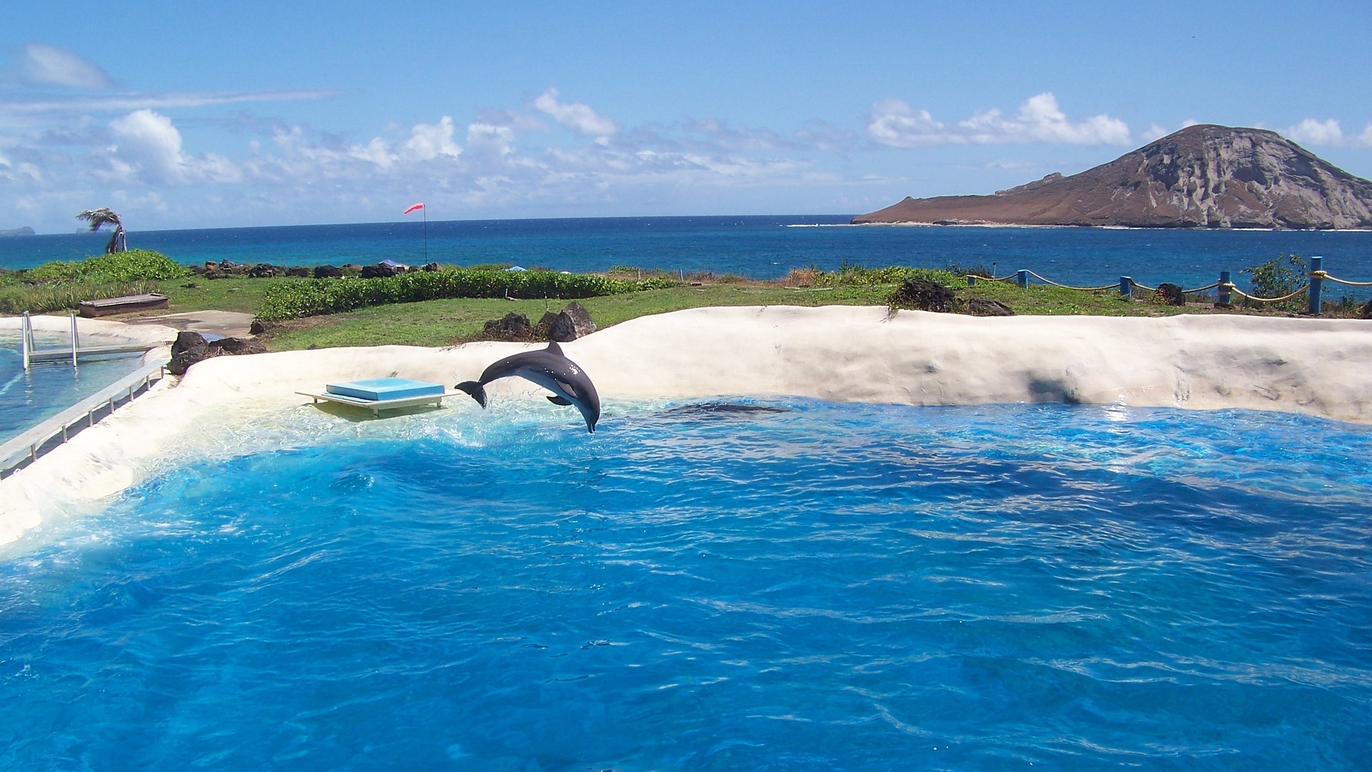 Wallpaper Sea, Beach, Dolphin - Sea Beach Dolphin - HD Wallpaper 