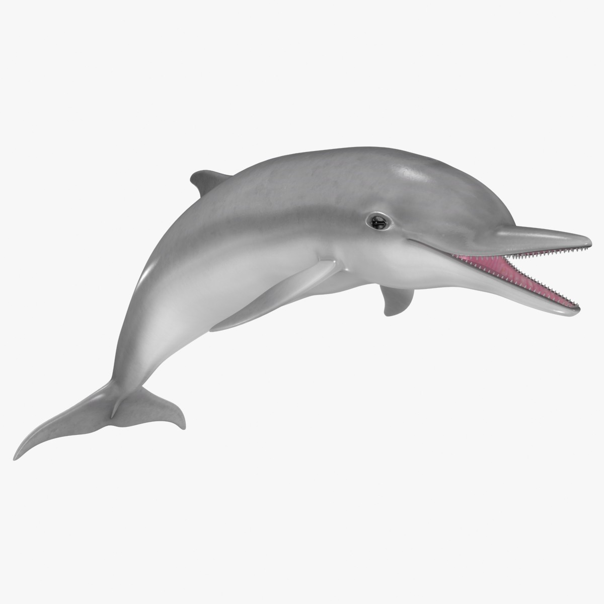 Dolphin 3d Models - Realistic Dolphin Clip Art - HD Wallpaper 