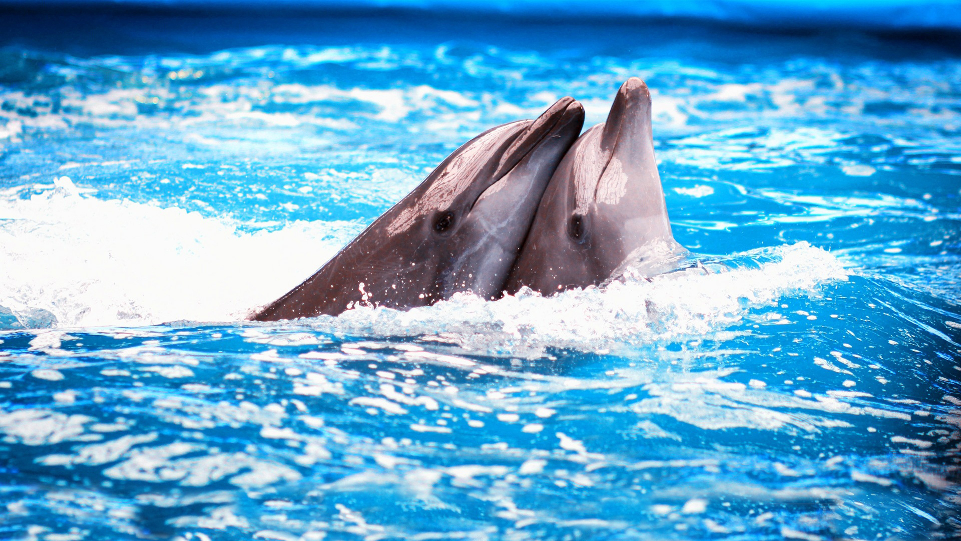Dolphin Couple - HD Wallpaper 