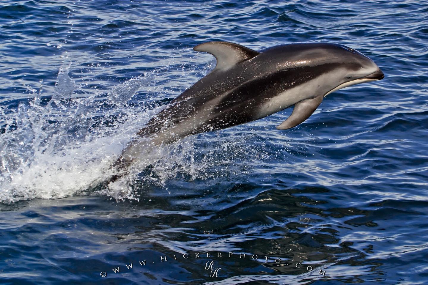 Photo High Speed Jumping White Sided Dolphin - Dolphin Sea Creature - HD Wallpaper 