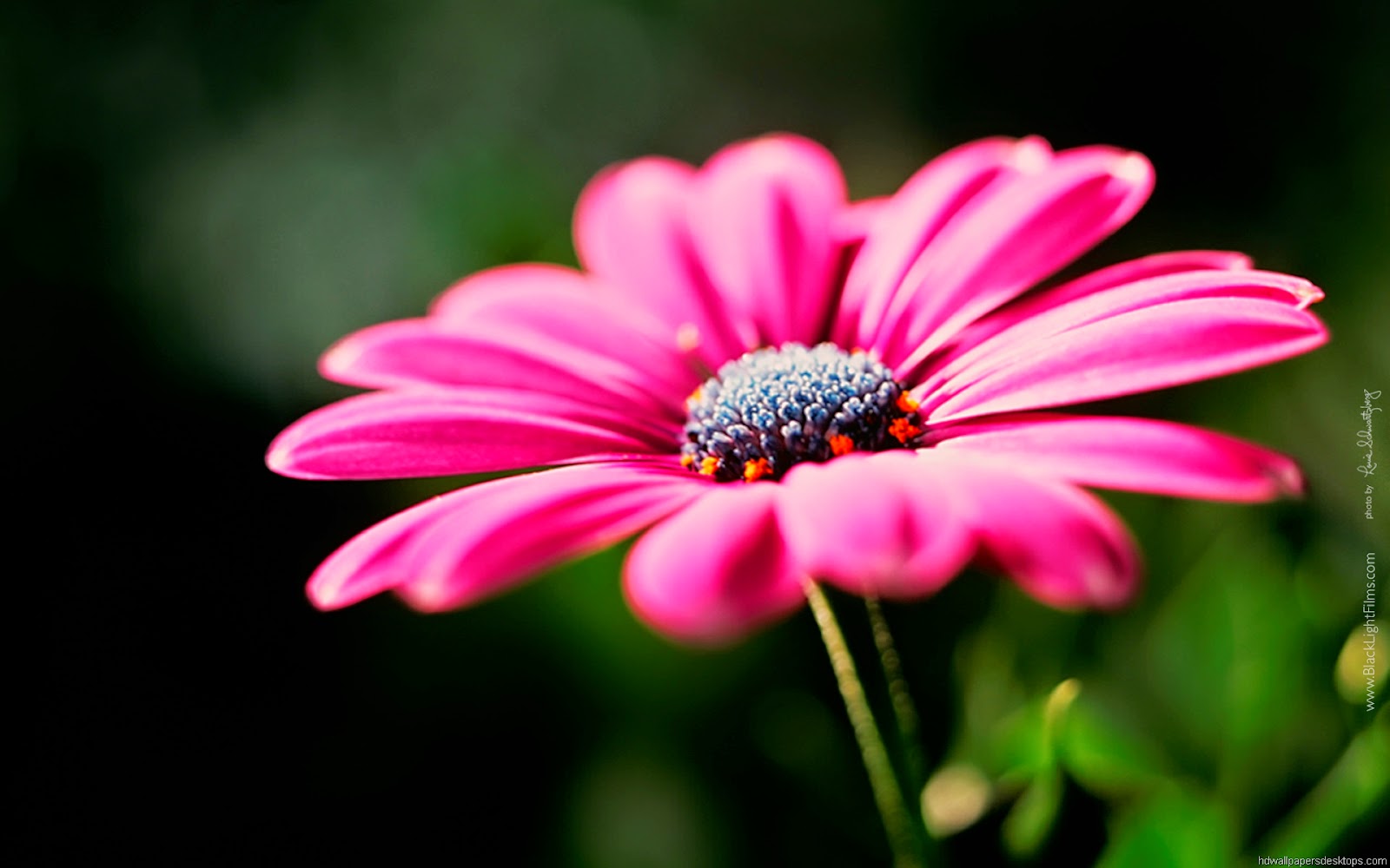 Hd Wallpapers Nature Flowers Free Download - Margarita - HD Wallpaper 