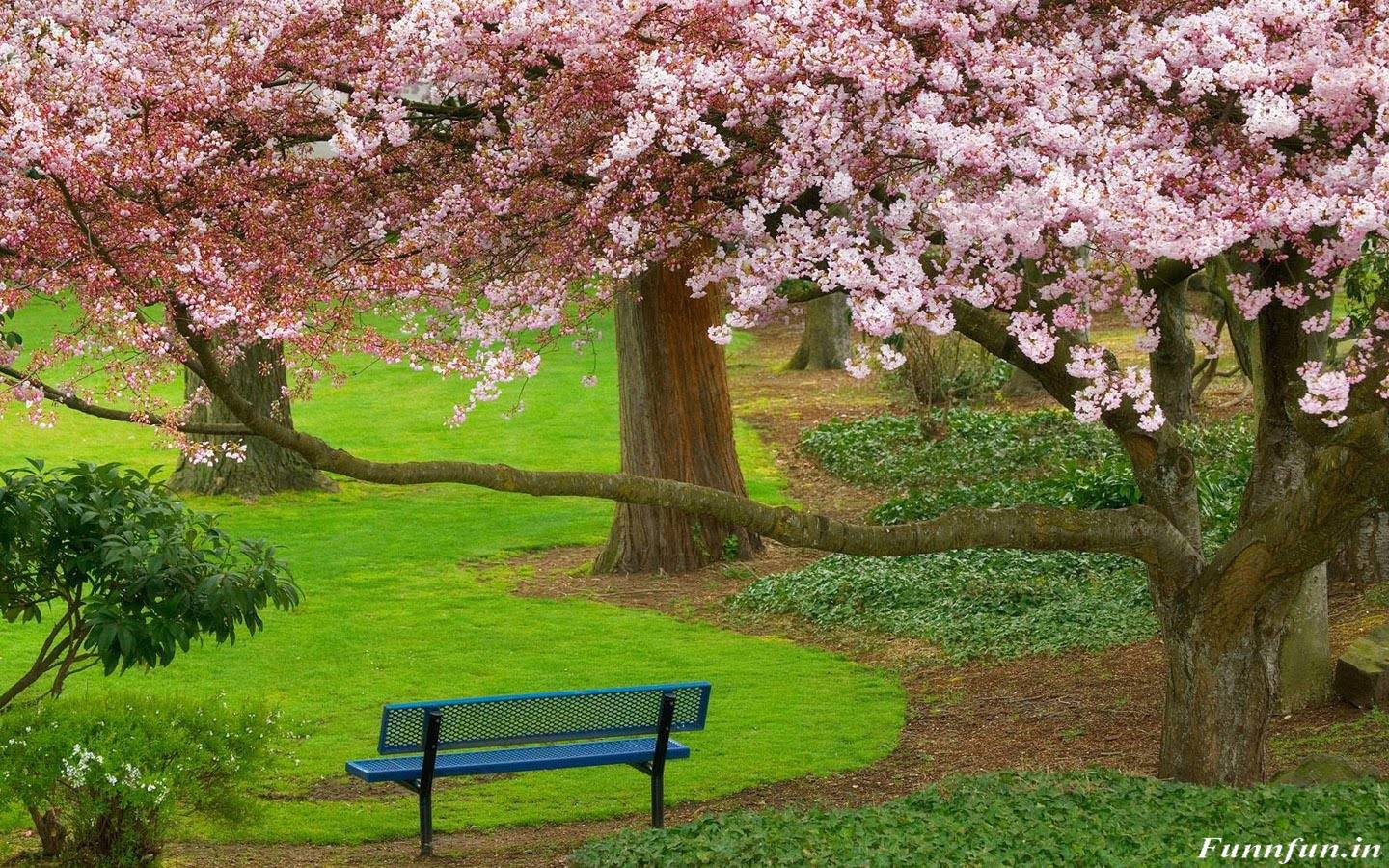 Image Nature Collection - High Resolution Nature Desktop Backgrounds - HD Wallpaper 