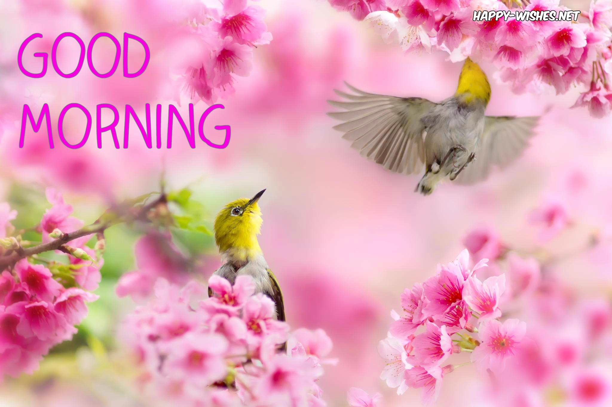 Good Morning-nature Images - Birds In Beautiful Spring Nature - HD Wallpaper 