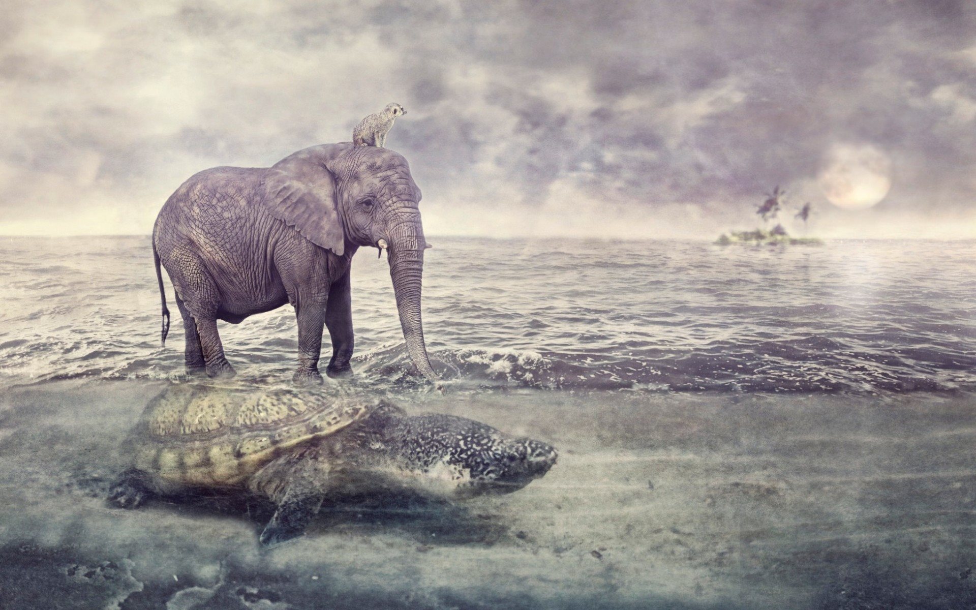 Turtle, Animals, Elephant, Island, Creaitne Wallpaper - Turtle And Elephant - HD Wallpaper 