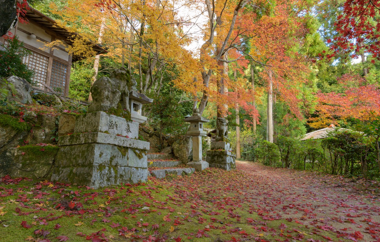 Photo Wallpaper Nature, Road, Autumn, Japan, Leaves, - Autumn - HD Wallpaper 