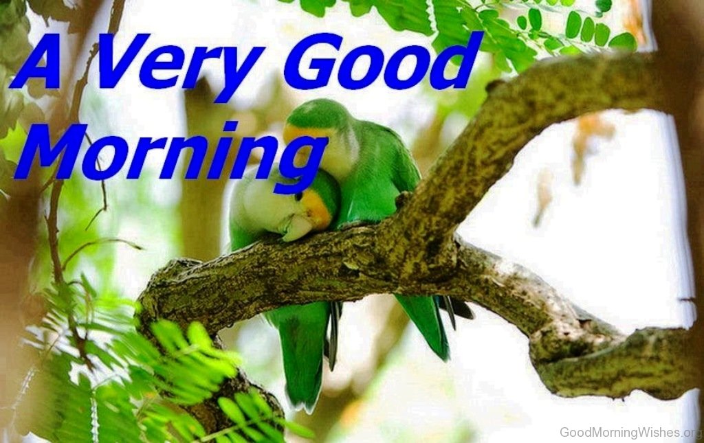 A Very Good Morning - Love Most Beautiful Birds - HD Wallpaper 