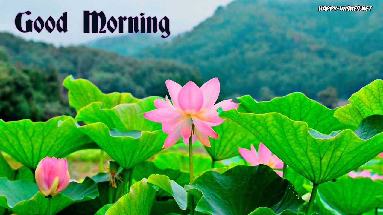 Good Morning-nature Images - Good Morning Nature Images Hd - HD Wallpaper 