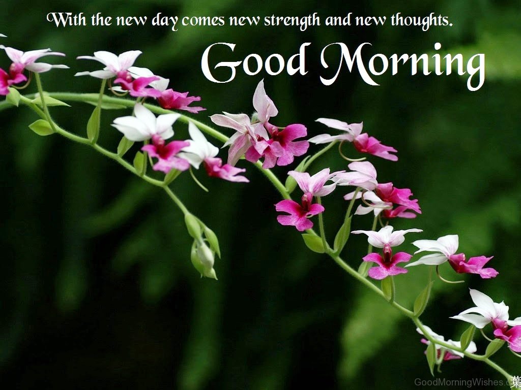 With The New Day Comes New Strength And New Thoughts - New Good Morning Wishes - HD Wallpaper 