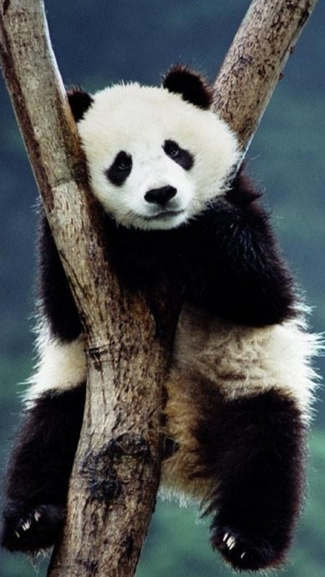 Panda Cute Wallpaper Android With Hd Resolution - Panda Cute - HD Wallpaper 