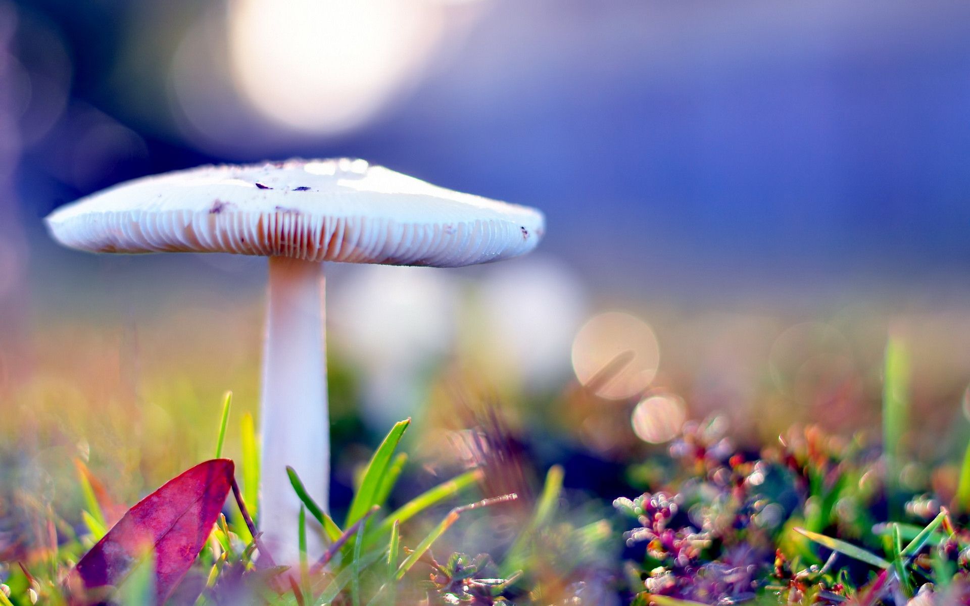 New Beautiful Wallpapers Desktop - 1920x1200 Wallpaper - teahub.io