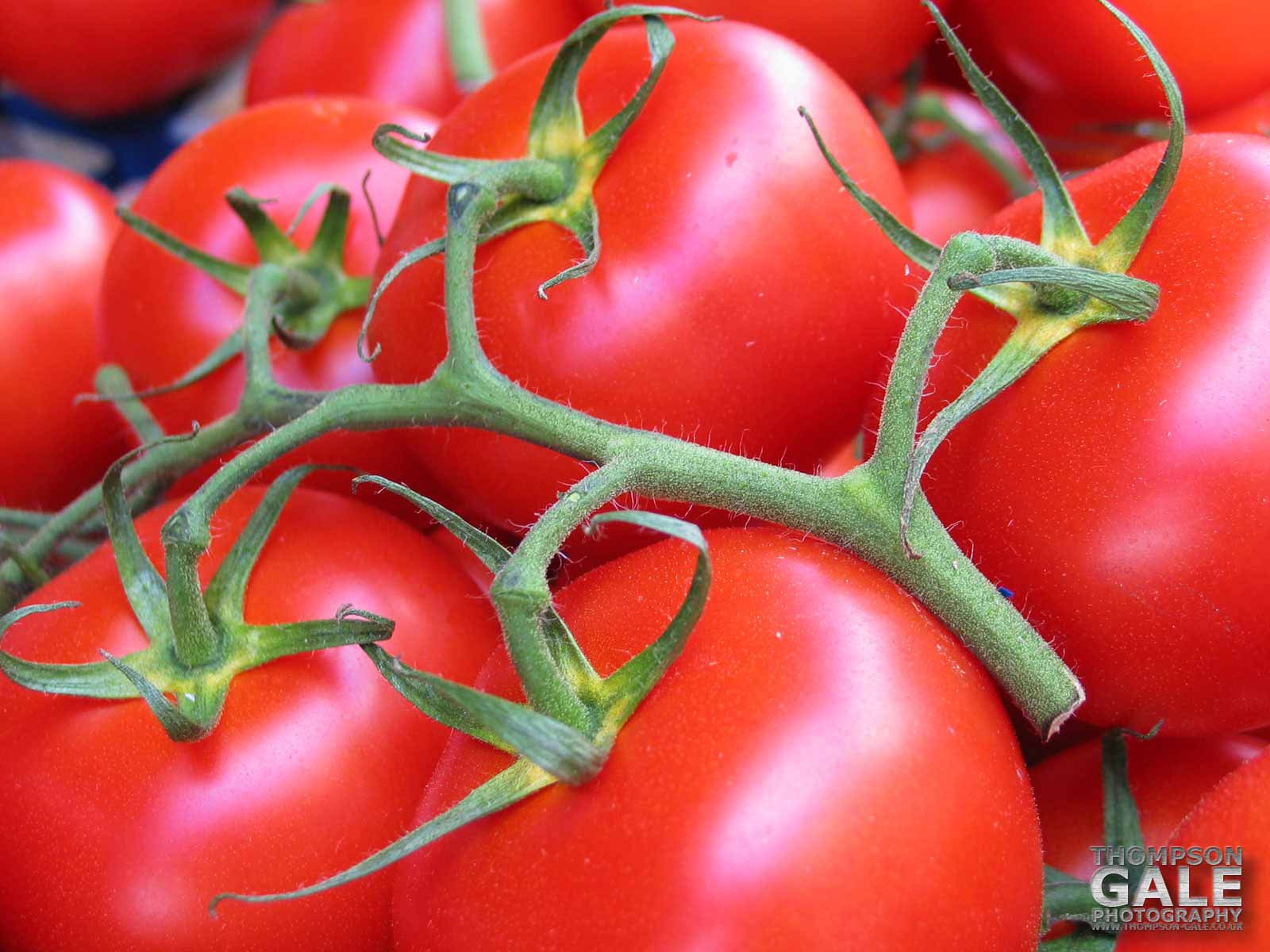 Cherry Tomatoes - 1600x1200 Wallpaper - teahub.io