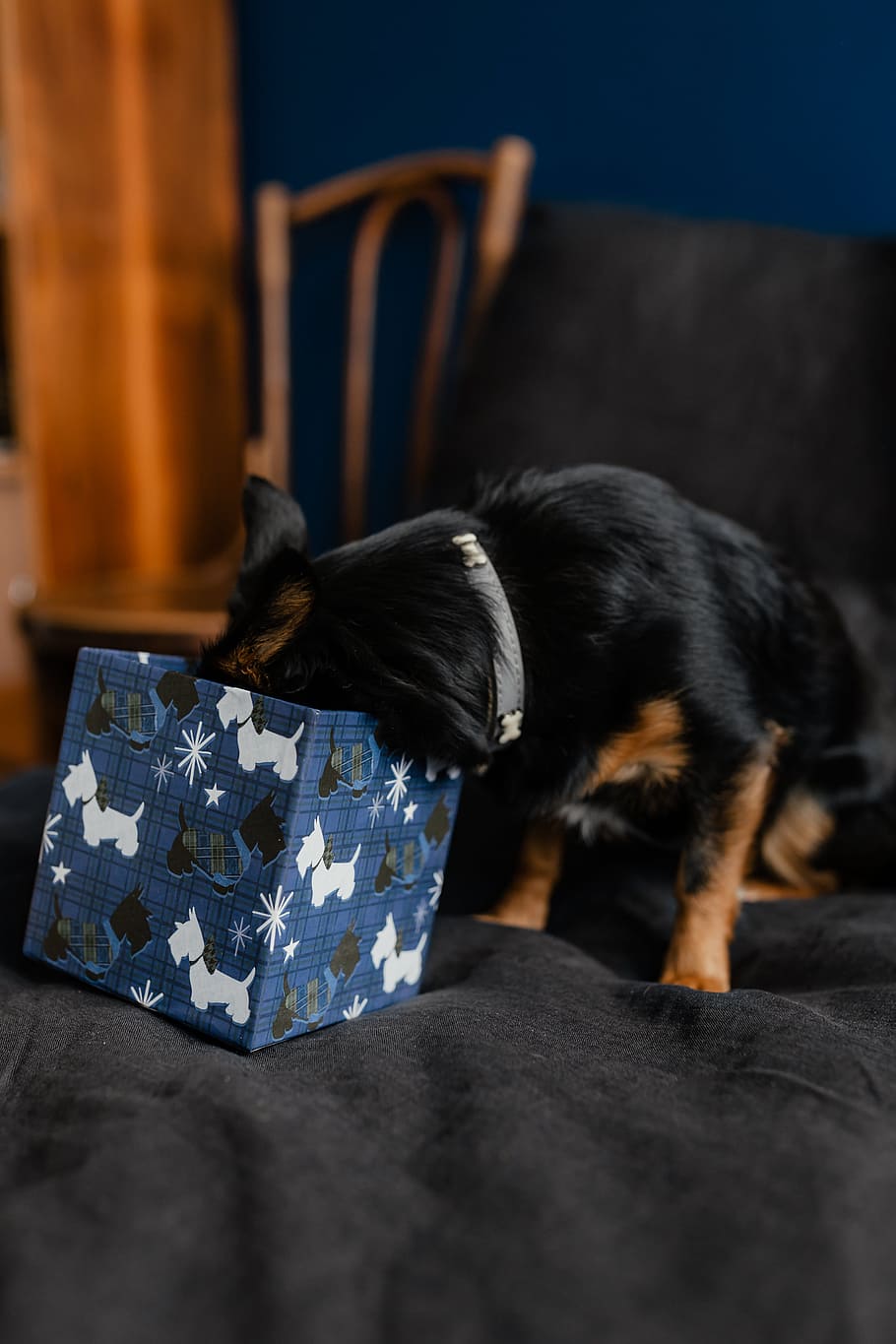 Christmas Gifts For A Cute Little Dog, Pet, Puppy, - Companion Dog - HD Wallpaper 