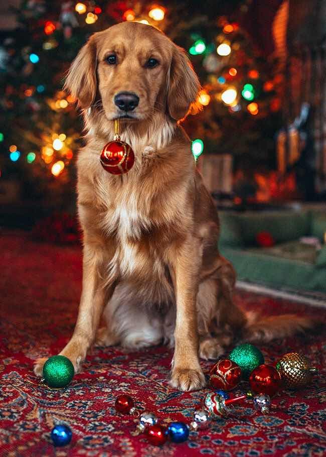 Kerst Foto's Hond - HD Wallpaper 