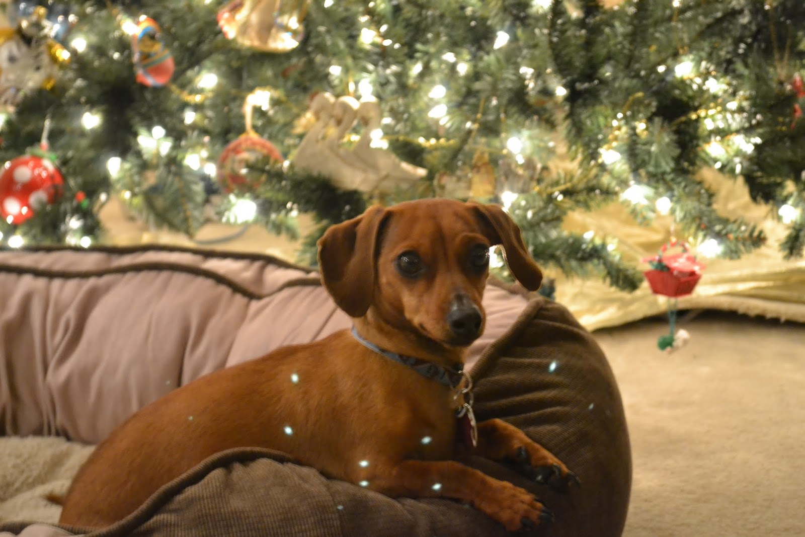 Dachshund At The Christmas Tree Wallpaper - Christmas Dachshund - HD Wallpaper 