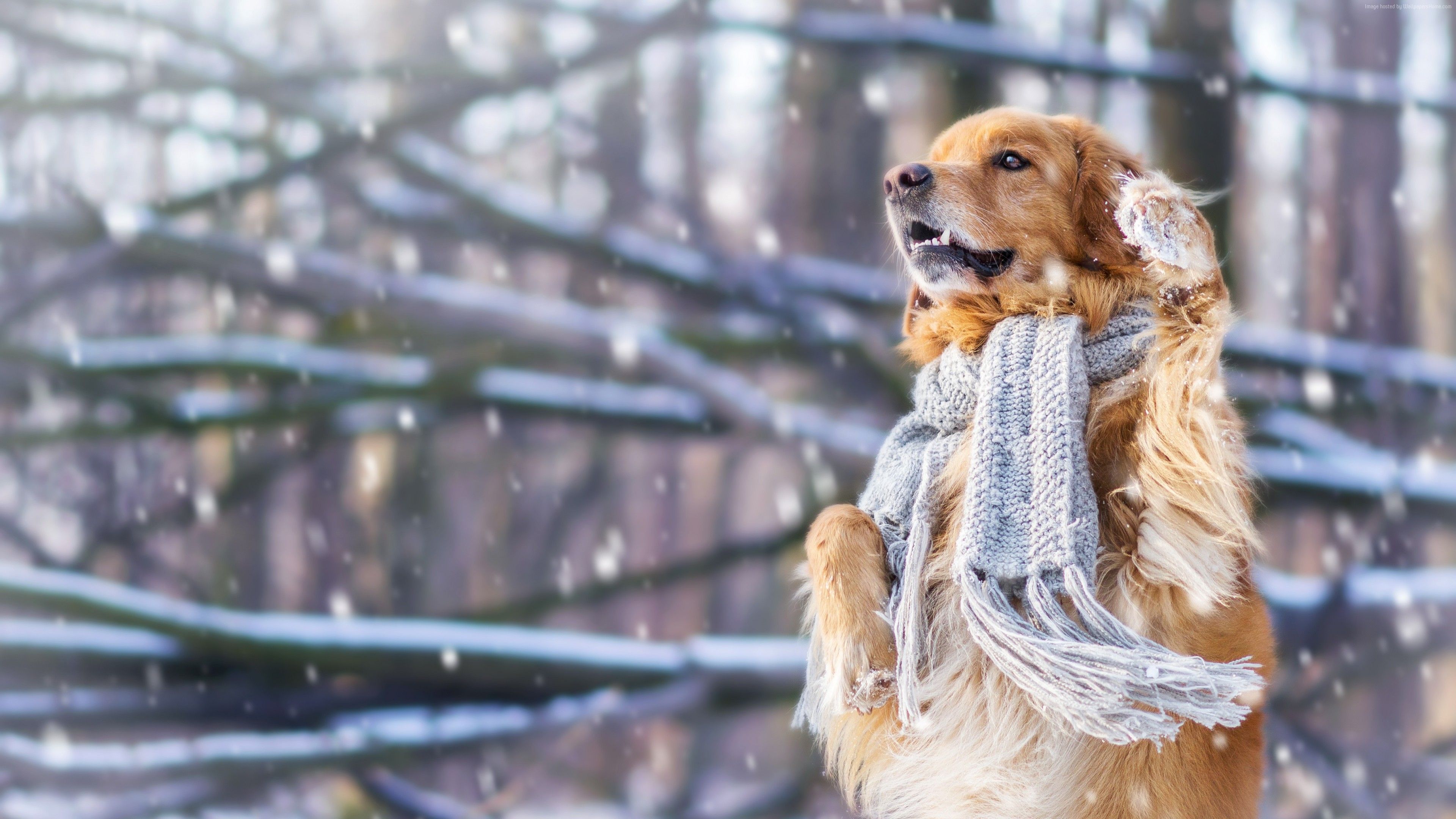 4k Christmas Dog Wallpapers Full Hd - Winter Wallpaper Dog - HD Wallpaper 