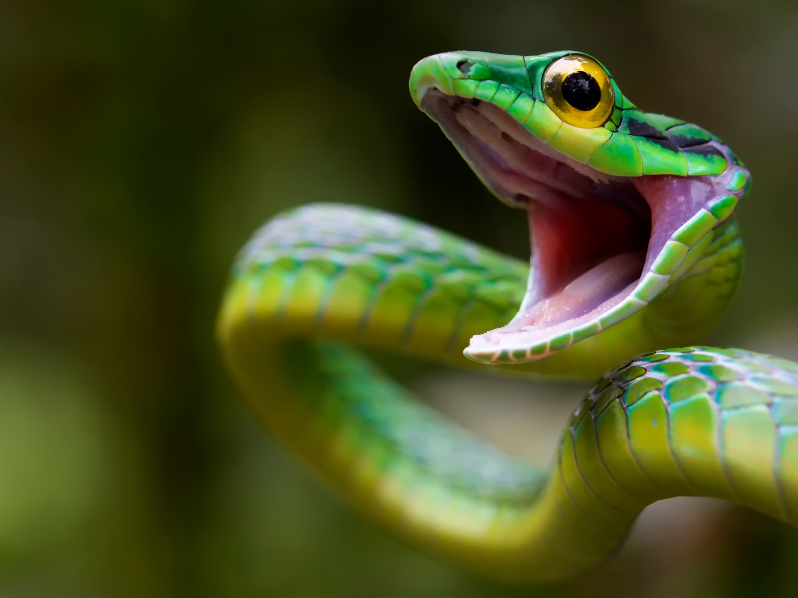 Wallpaper Snake, Green Snake, Costa Rica - Snake Hd - HD Wallpaper 