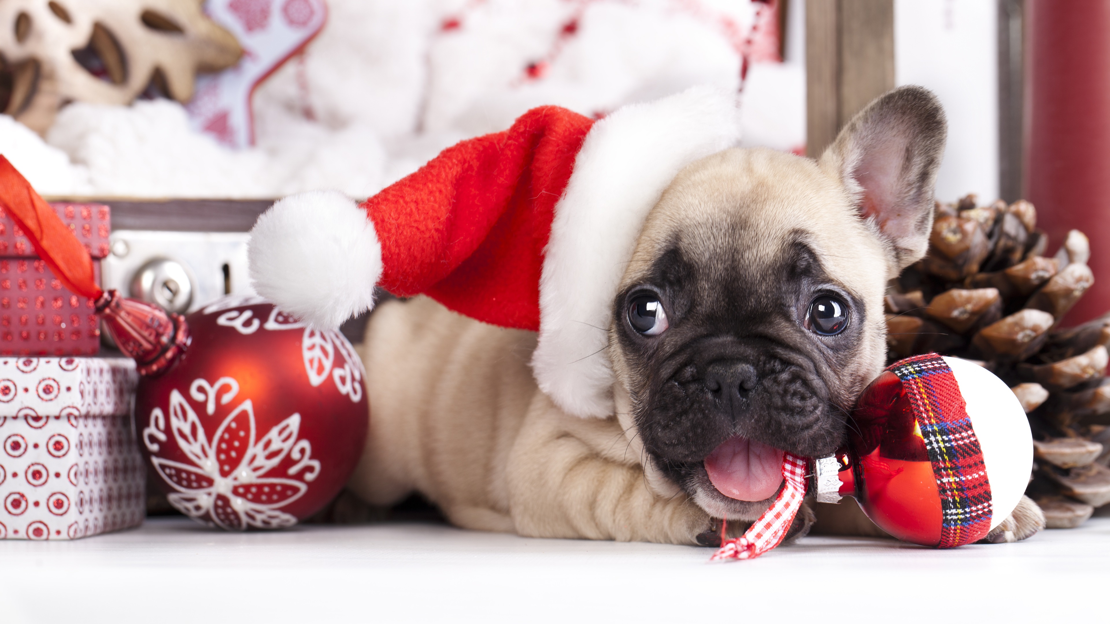 Wallpaper Christmas Dog, Hat, Balls, French Bulldog - Christmas Wallpaper French Bulldog - HD Wallpaper 