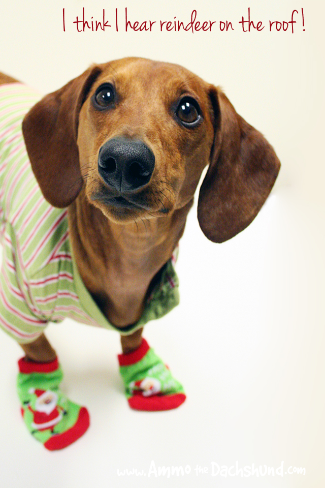 Think I Hear Reindeer On The Roof - HD Wallpaper 