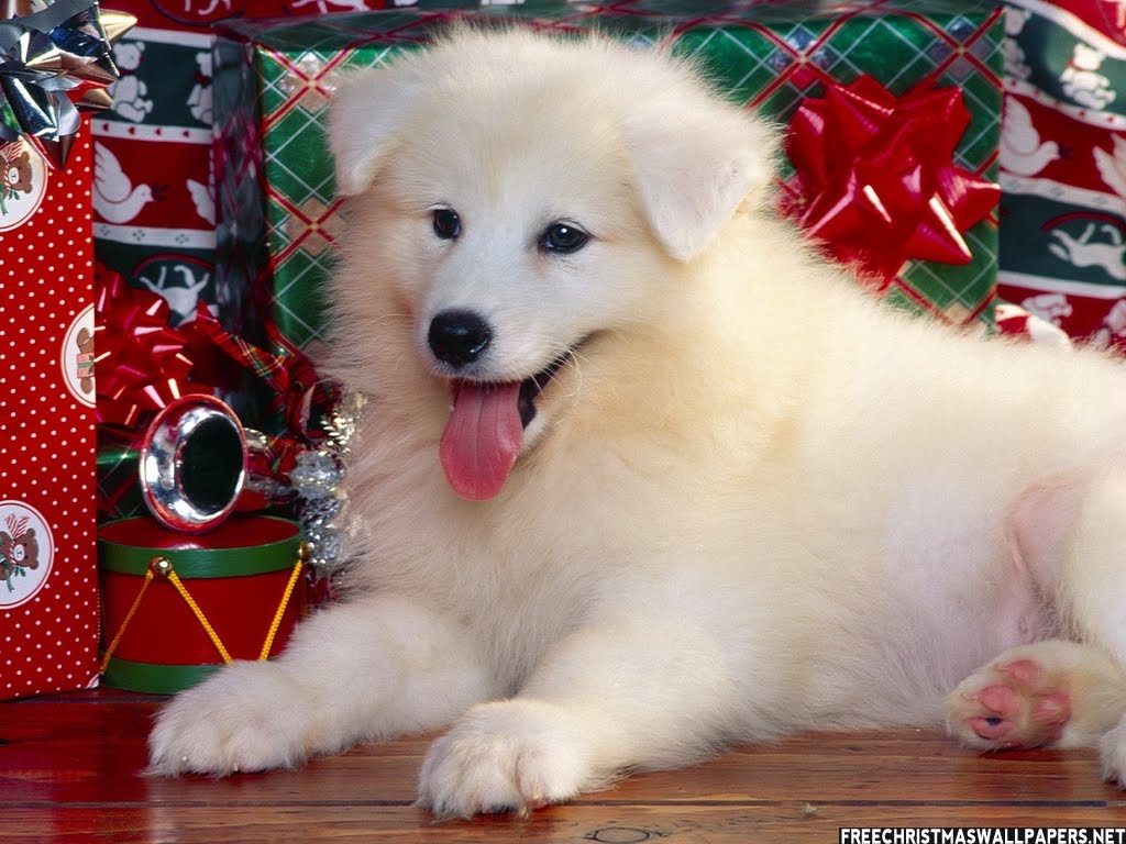 Cute Christmas Wallpaper Dog - HD Wallpaper 