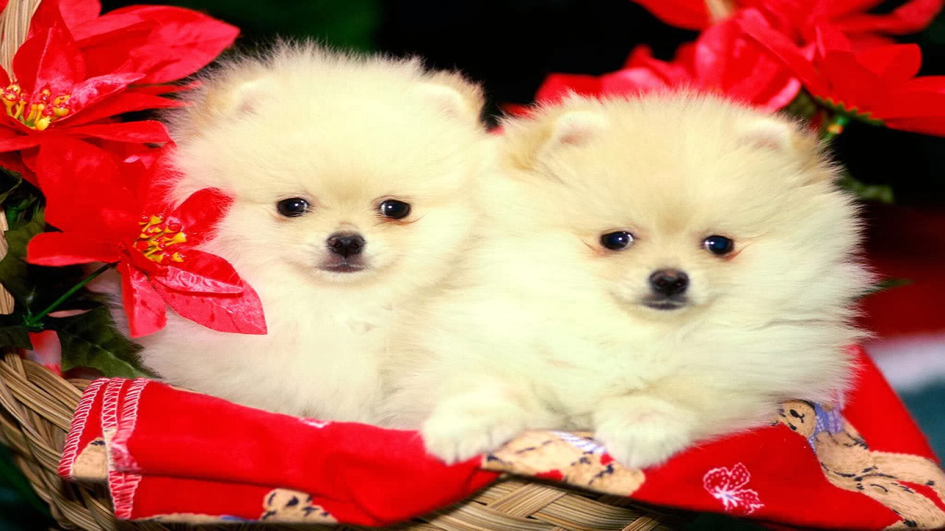 Cute Dogs Images Download - HD Wallpaper 