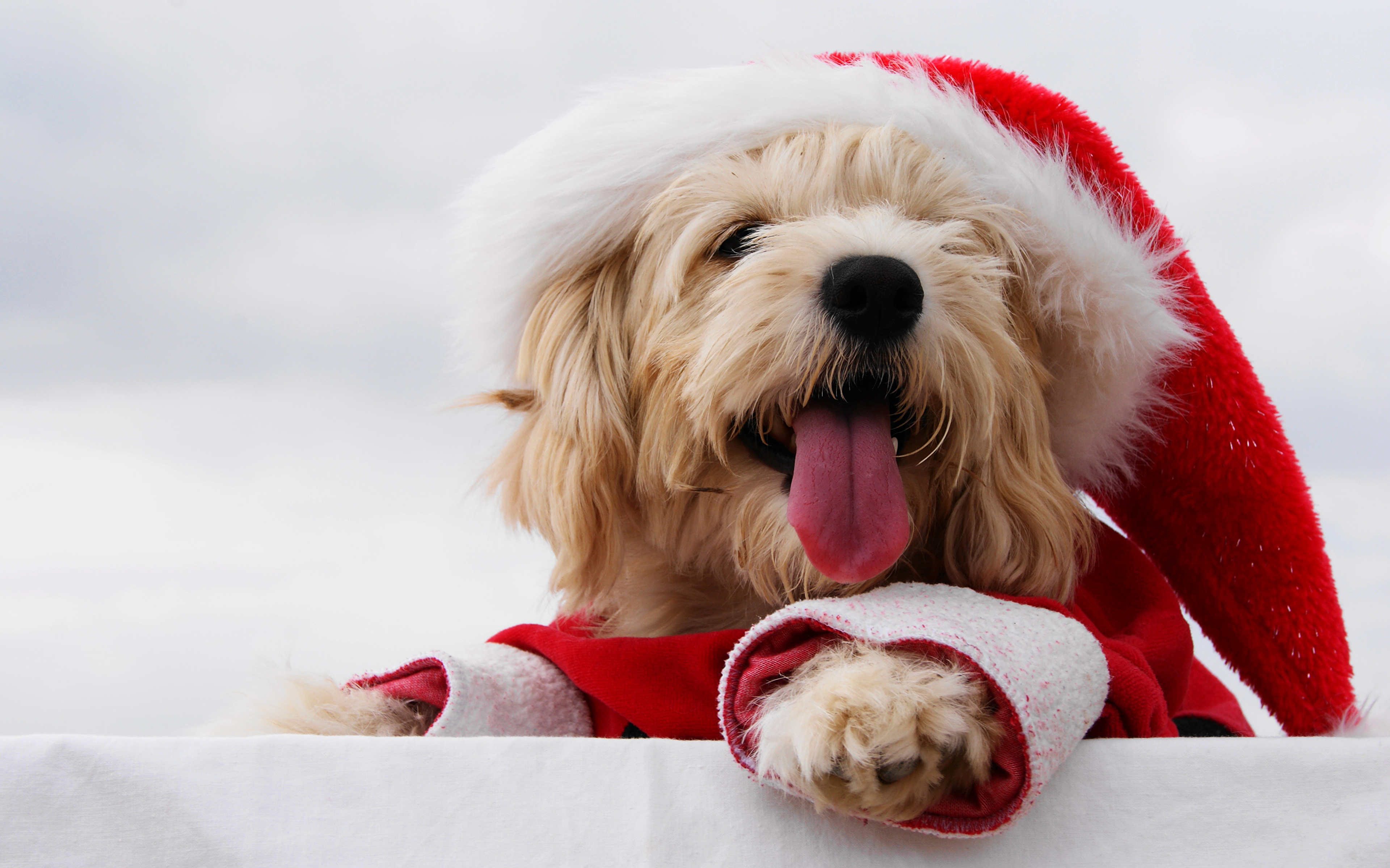 1920 X 1080 Dog Christmas - HD Wallpaper 