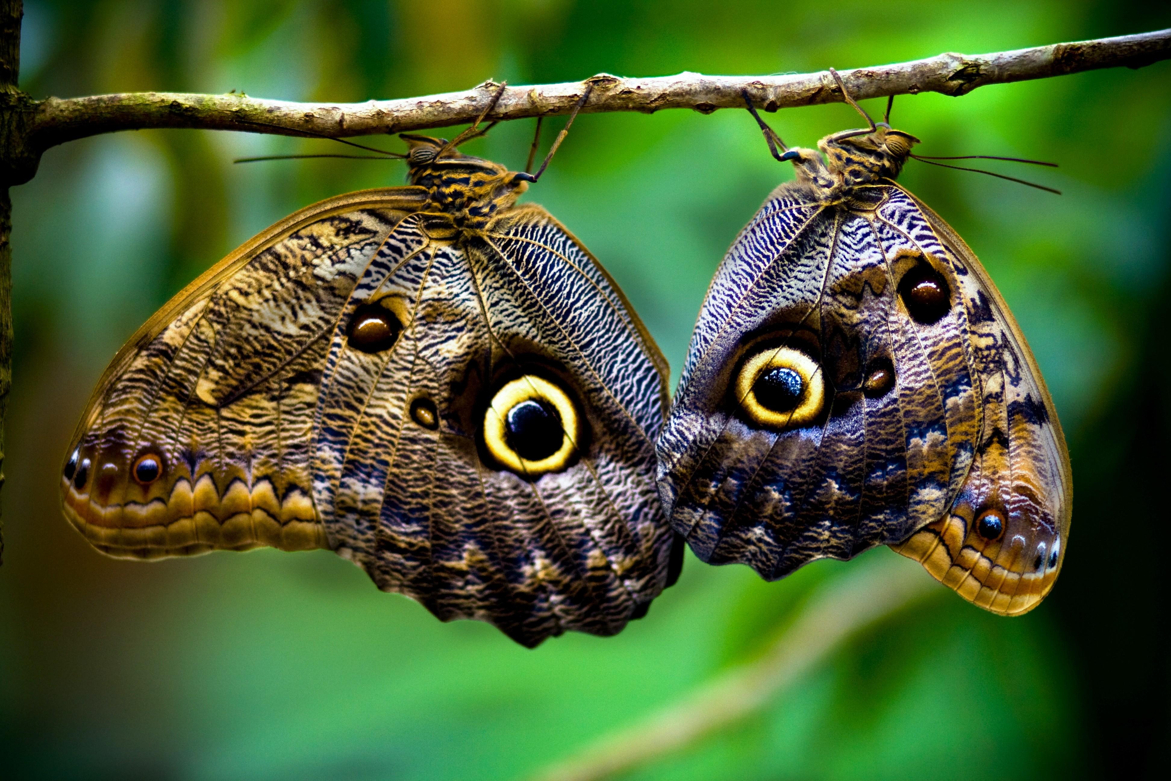 Costa Rica Butterflies - HD Wallpaper 