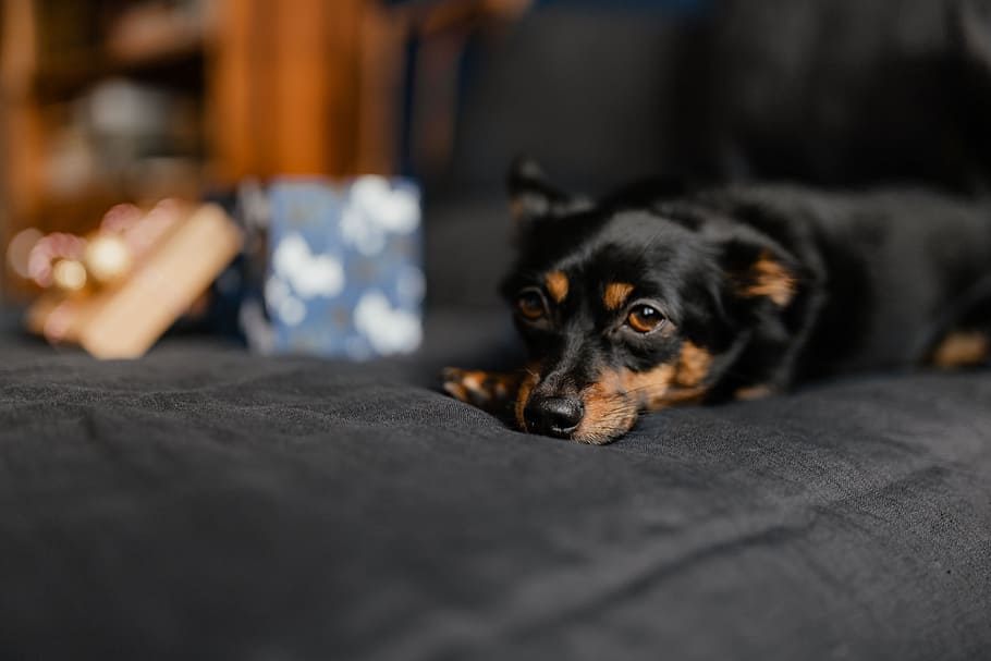 Christmas Gifts For A Cute Little Dog, Pet, Puppy, - Companion Dog - HD Wallpaper 