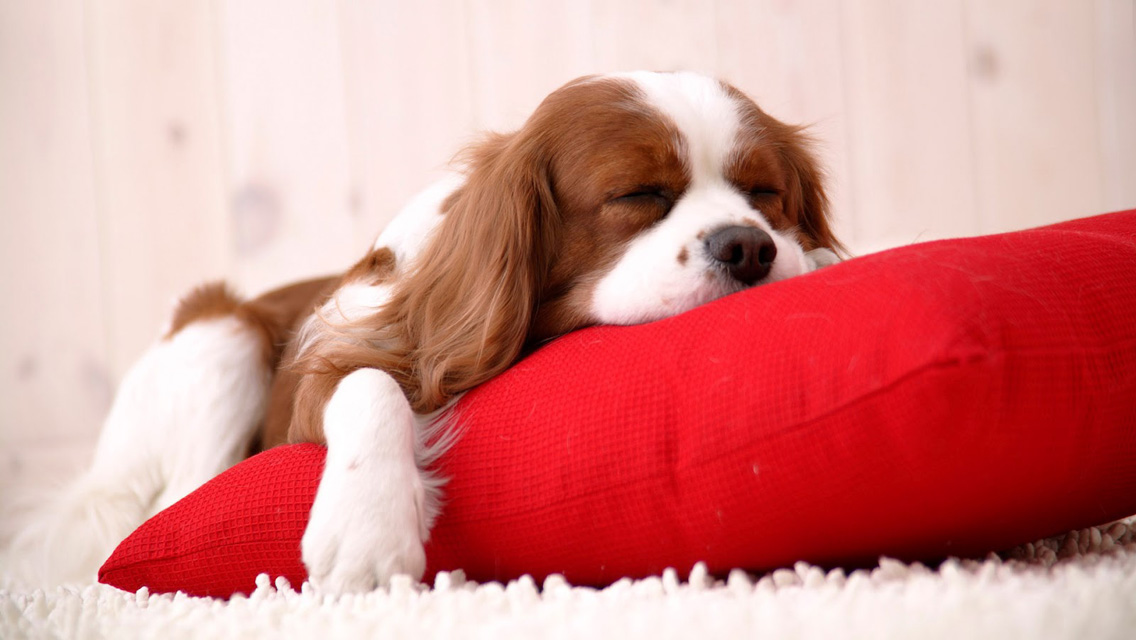 Free Christmas Puppy Dog Hd Wallpapers For Iphone - Cute Laptop Wallpapers For Desktop - HD Wallpaper 