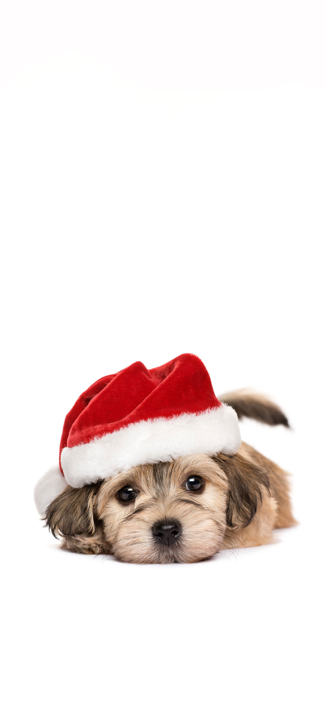 Dog Wearing Christmas Hat - HD Wallpaper 