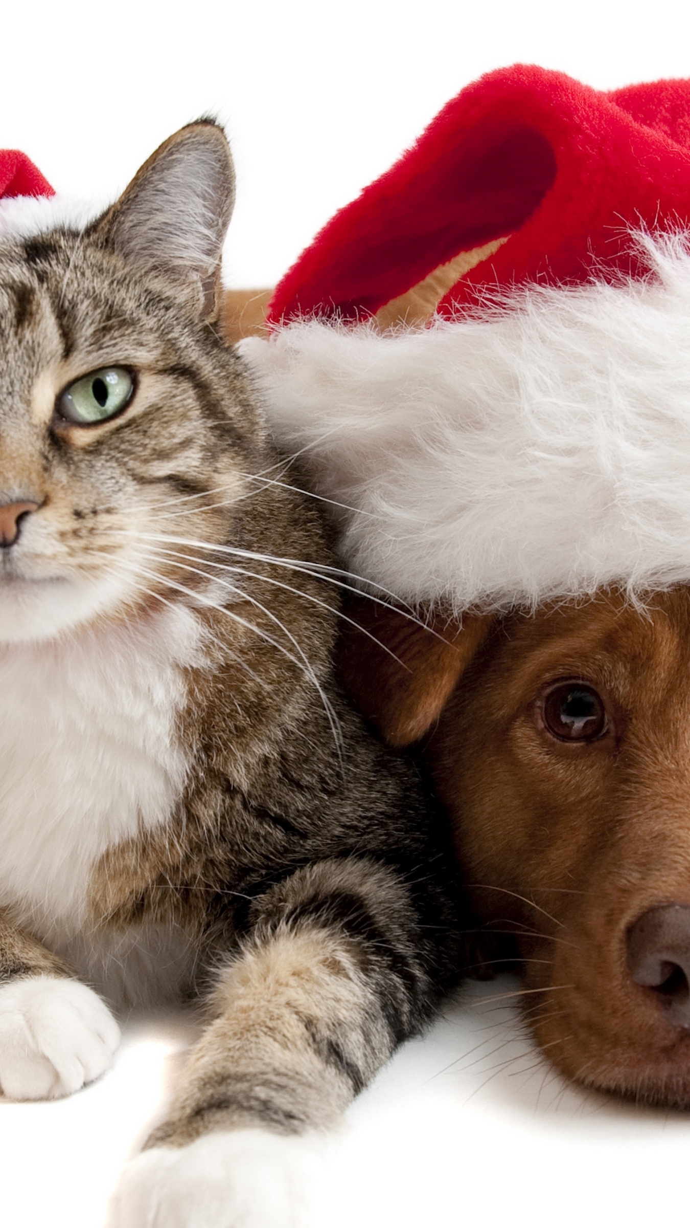 Wallpaper Cat, Dog, Christmas Hat - Cat And Dog Christmas - HD Wallpaper 