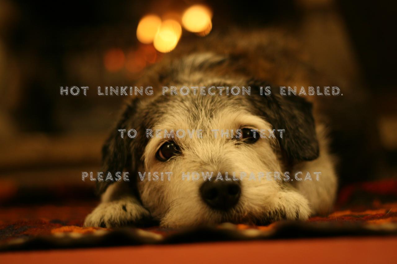 Waiting For Santa Christmas Dog Animals - Companion Dog - HD Wallpaper 