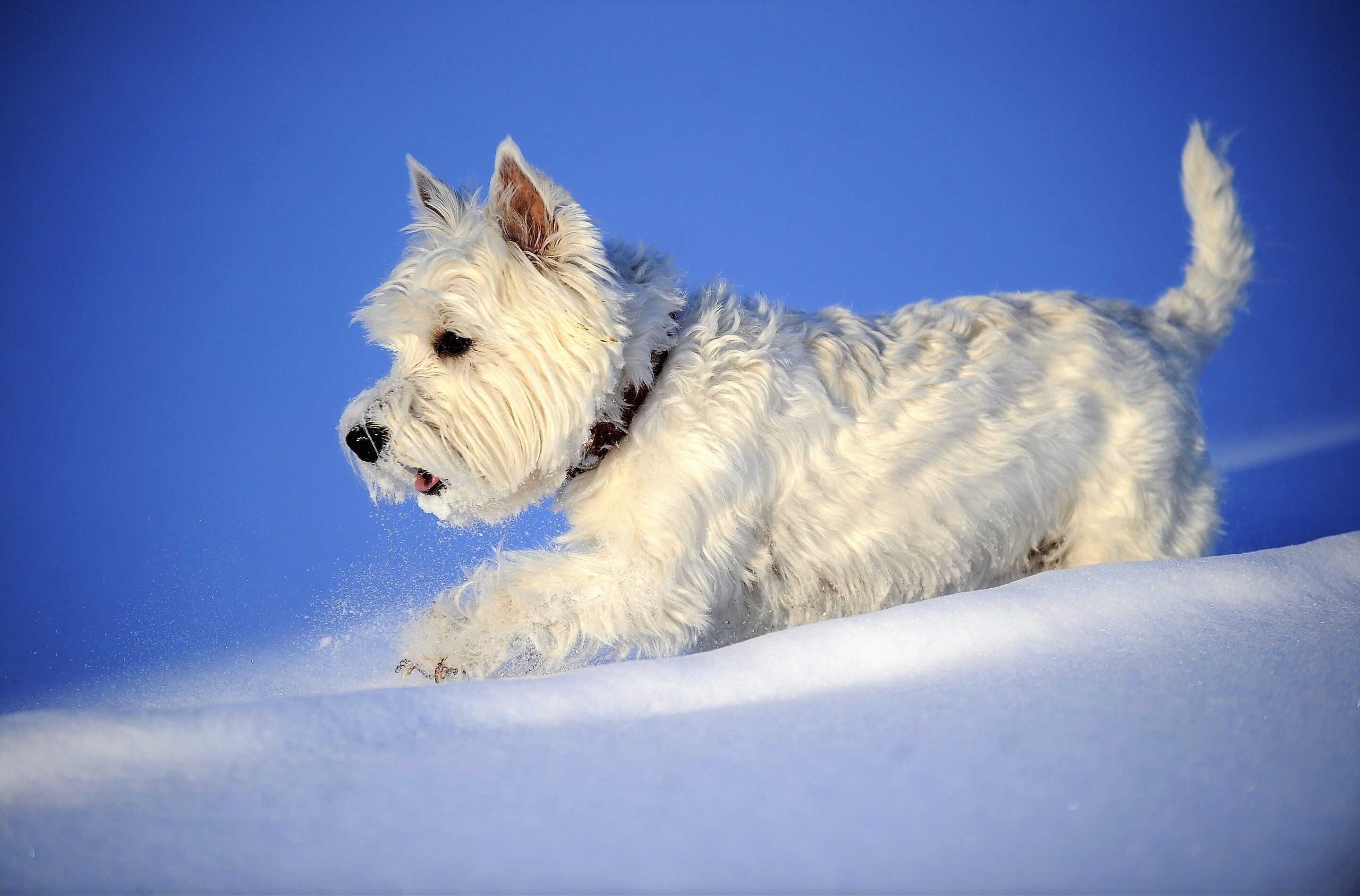 2880x1898, 
 Data Id 218370 
 Data Src /walls/full/9/1/0/218370 - West Highland White Terrier - HD Wallpaper 